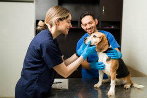 Como Abrir Cnpj Para Veterinário - Caza Contabilidade
